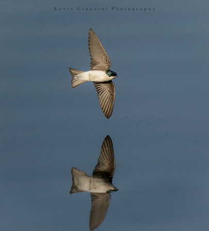 Tree Swallow