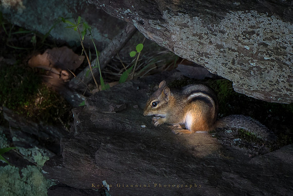 Chipmunk