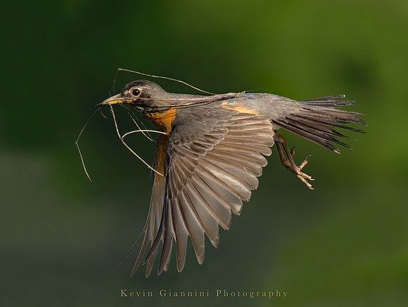 Robin with nesting material