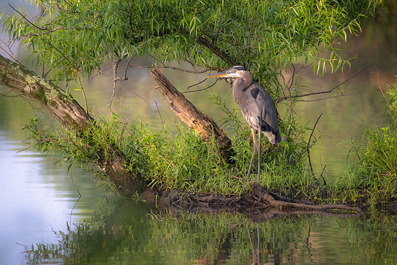 Great Blue Heron