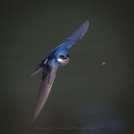 Tree Swallow pursuing a fly!