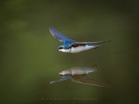 Tree Swallow