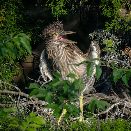Baby Yellow-crowned Night Heron