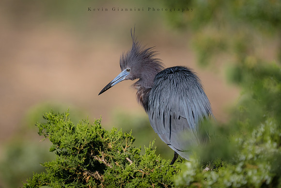 Little Blue Heron