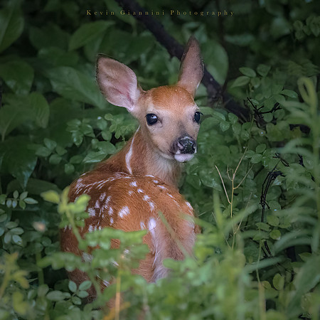 Fawn