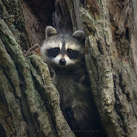 Baby Raccoon
