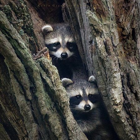 Baby Raccoons