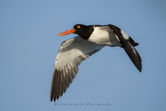Oyster Catcher
