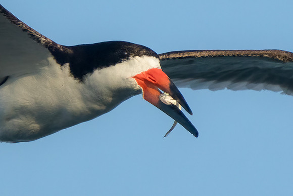 Black Skimmer with fish