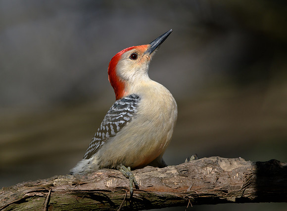 Red-bellied Woodpecker