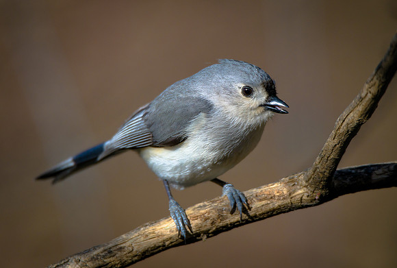 Tufted Titmouse