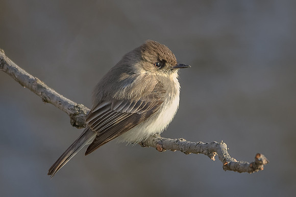 Eastern Phoebe