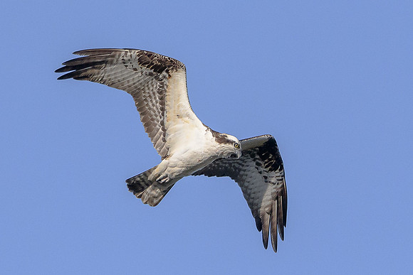Osprey