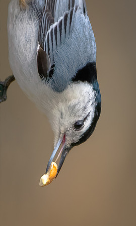 White-breasted Nuthatch