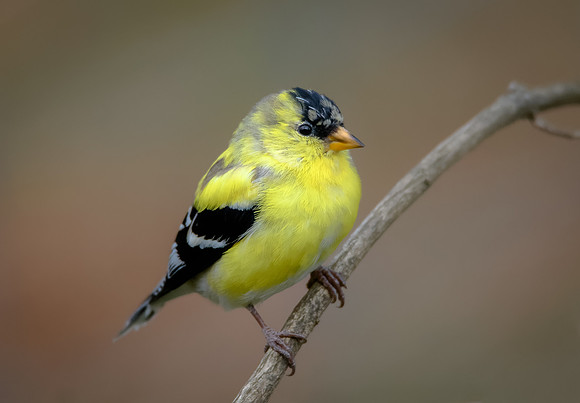 American Goldfinch
