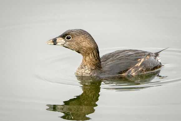 Pied-billed Grebe