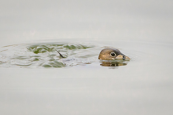 Pied-billed Grebe