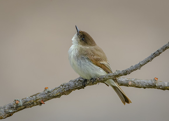 Eastern Phoebe