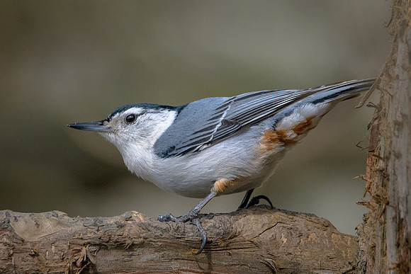 White-breasted Nuthatch