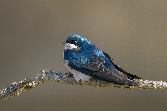 Tree Swallow