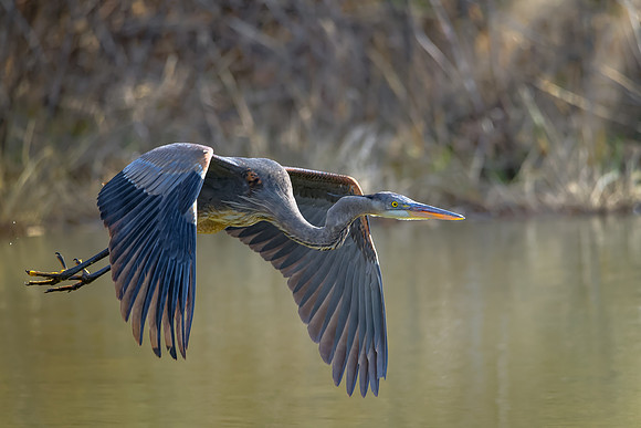 Great Blue Heron