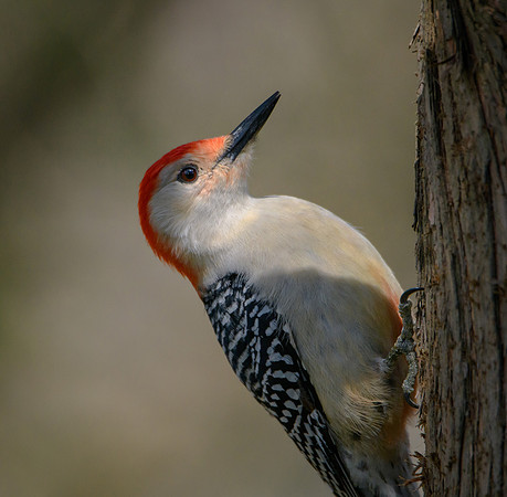 Red-bellied Woodpecker