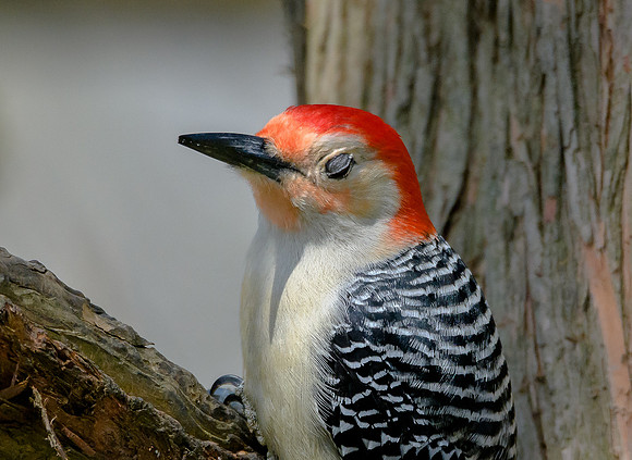 Red-bellied Woodpecker