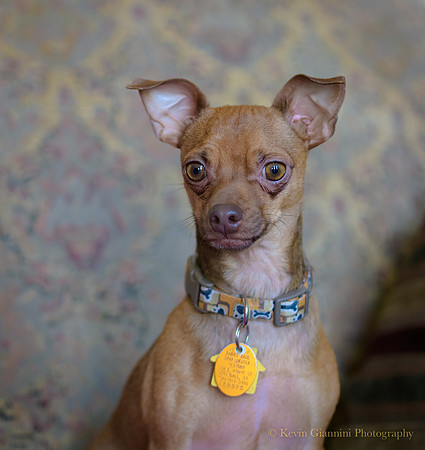 Meet Pepe!