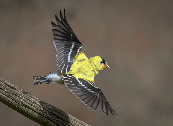 American Goldfinch
