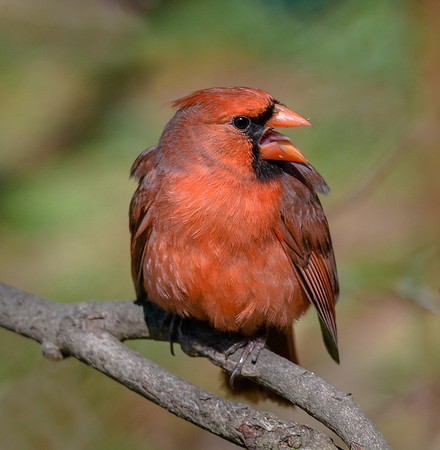 Northern Cardinal