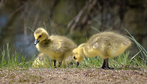 Goslings