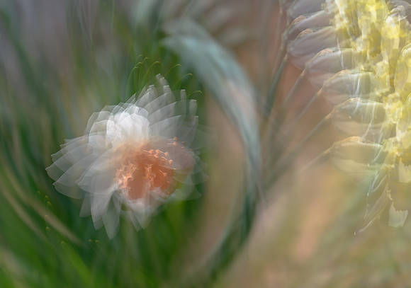 Daffodils