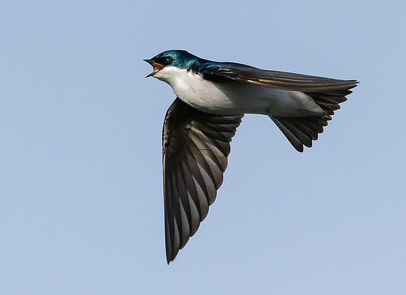Tree Swallow