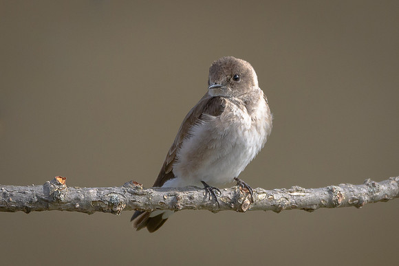 Northern Rough-winged Swallow