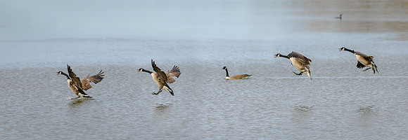 Canada Goose landing sequence