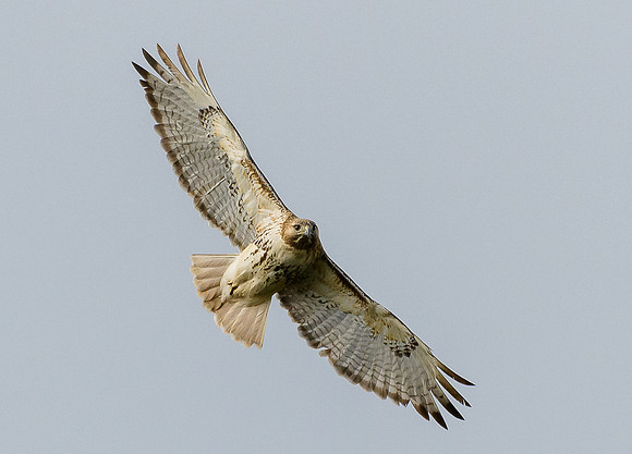 Red-tailed Hawk