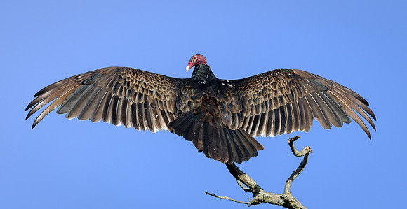 Turkey Vulture