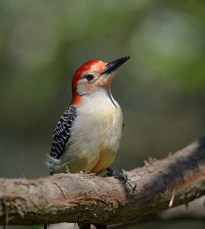 Red-bellied Woodpecker