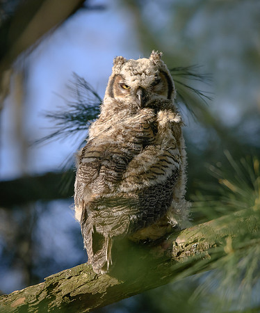 Great Horned Owlet