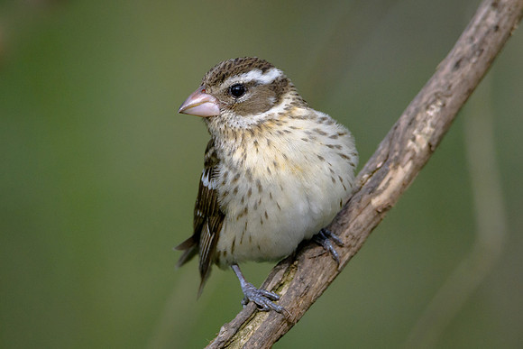 Female Rose-breasted Grosbeak