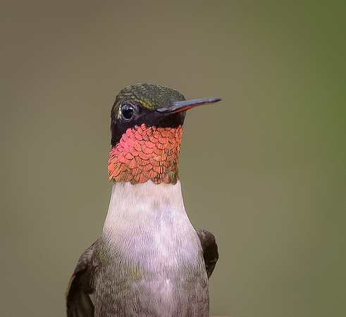 Ruby-throated Hummingbird