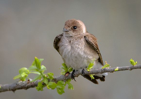 Rough-winged Swallow
