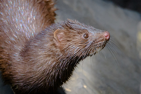 Mink