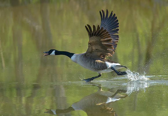 Take-off
