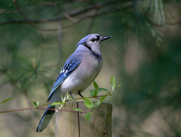 Blue Jay