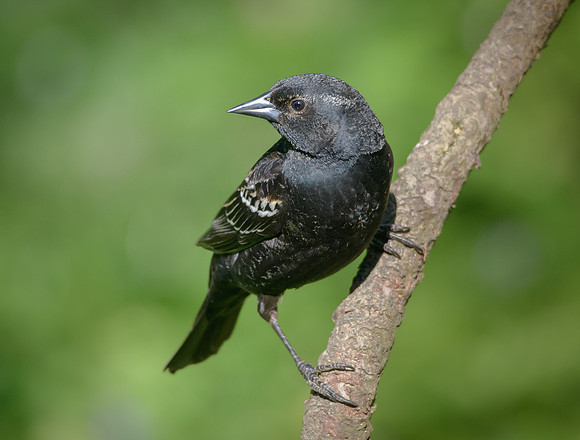 Female Red-winged Black bird