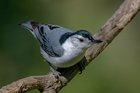 White-breasted Nuthatch