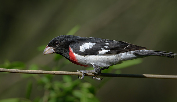 Red-breasted Grosbeak