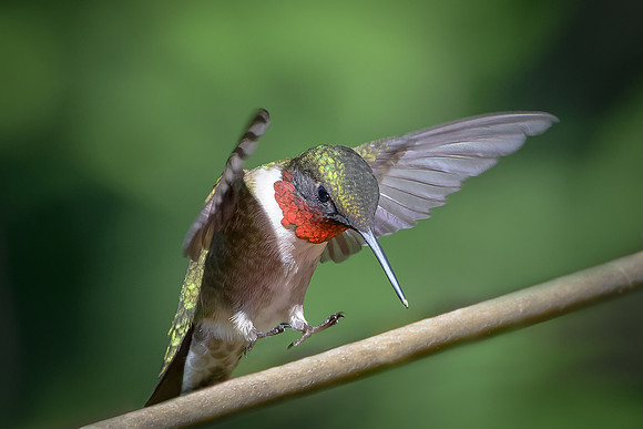 Ruby-throated Hummingbird