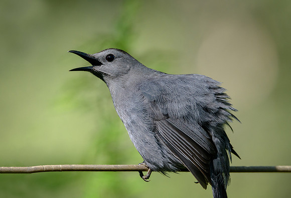 Grey Catbird